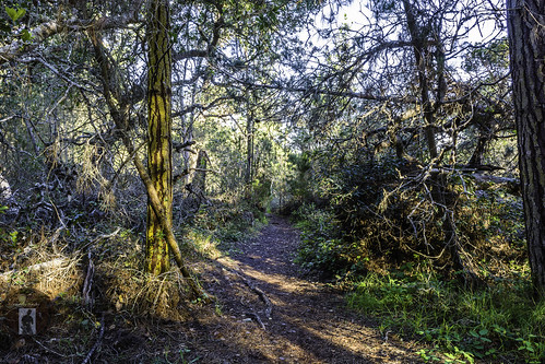 california forest walking woods hiking running jogging cambria californiacentralcoast cambriaca fiscaliniranch fiscaliniranchpreserve cambriapinesbythesea