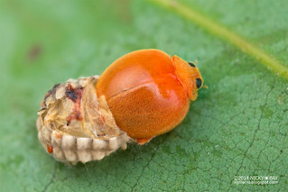 Ladybird (Rodolia sp.) - DSC_4592