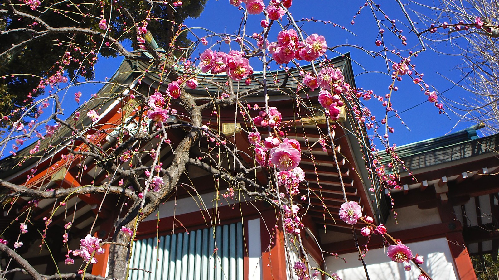 Plum blossoms at Kameido Tenjin Shrine