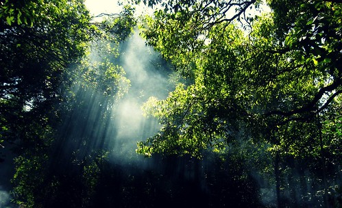 light tree crossprocess smoke