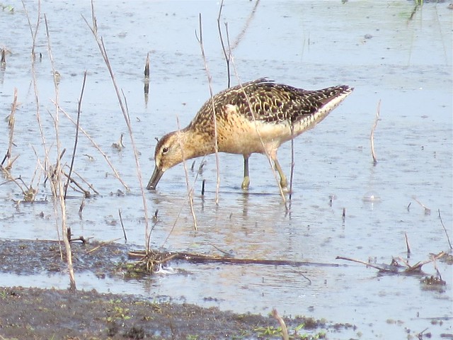 Dowitcher on Highway 29 in McLean County, IL 02
