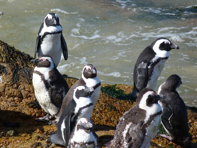 Pingüinos de El Cabo en Stony Point (Betty's Bay, Sudáfrica)