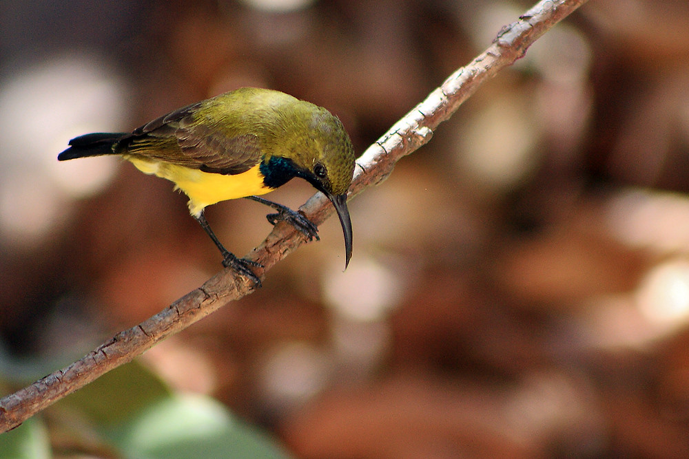 male Olive-backed Sunbird