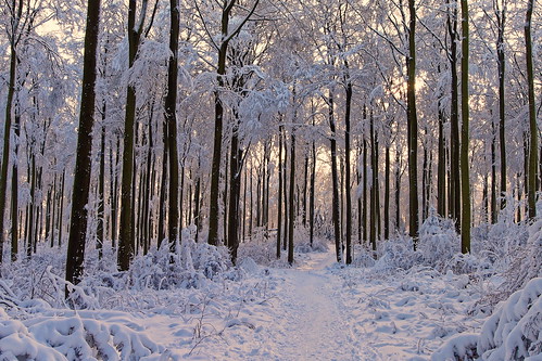 schnee winter natur verschneit gras wald bäume kassel 2015 hohes nordhessen habichtswald