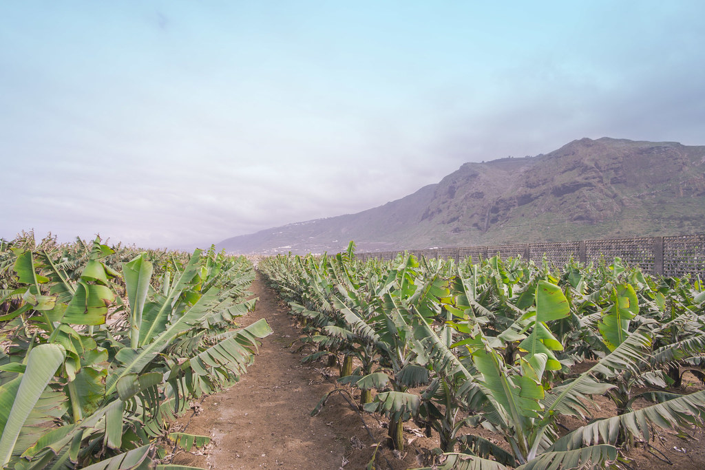 ruta del plátano Tenerife