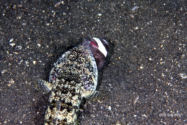 クマノミ食べるエソ
