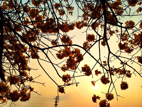 flowers trees sunset yellowflower
