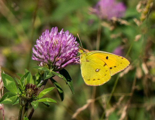 bulgaria butterflieswhitesyellows butterflymoth cloudedyellow europe peterphoto vidima lovech