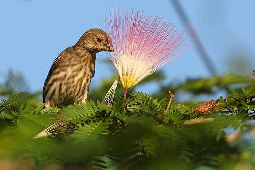 housefinch finch hilo hilointernationalairport hawaii bigisland mimosaflower persiansilktree pinksiris birdontree urbanbird