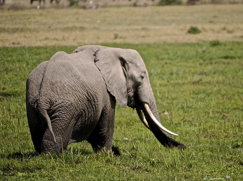 12 días de Safari en Kenia: Jambo bwana - Blogs de Kenia - Amboseli: Buscando la foto del elefante a los pies del Kilimanjaro (34)