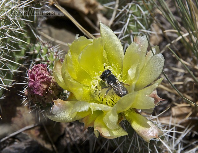 cactus 0003  Orient Land Trust, Colorado, USA