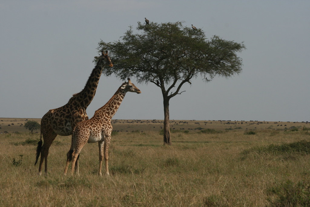 MEMORIAS DE KENIA 14 días de Safari - Blogs de Kenia - MASAI MARA IV (44)