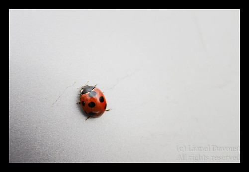 Ladybug on the wall