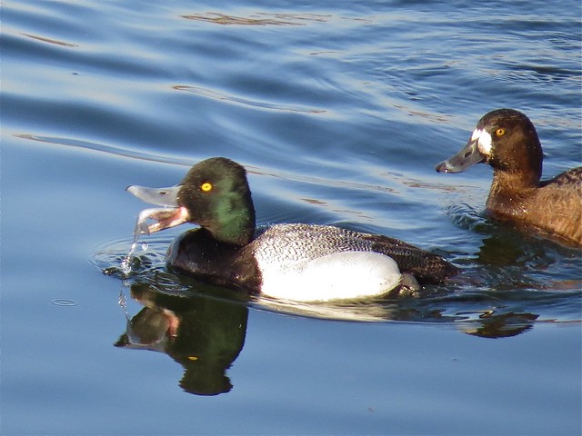 Lesser Scaup at Lake Bloomington in McLean County, IL 03