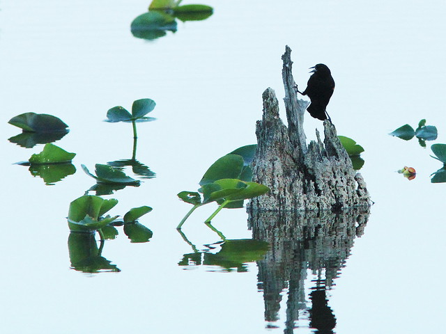 Red-winged Blackbird reflection 2-20150301