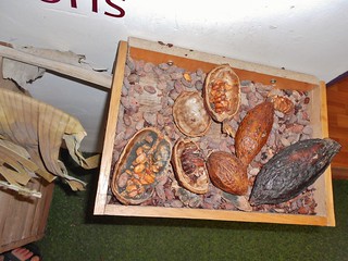 Cacao Pods and Beans