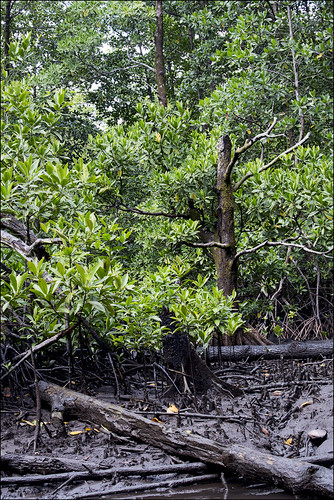 Mangrove forest along river