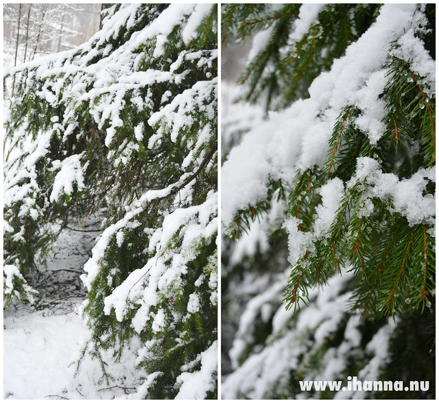 Snow  Trees