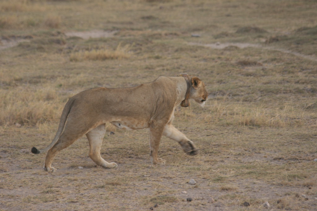 AMBOSELI I - MEMORIAS DE KENIA 14 días de Safari (23)