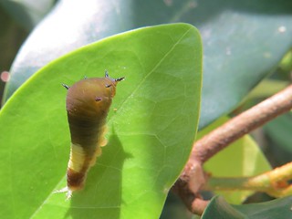 綠斑鳳蝶的生命之旅：幼蟲。攝影：陳秀竹