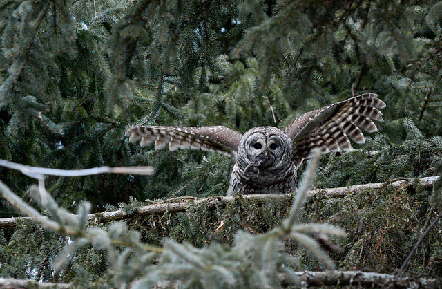 Barred Owl with prey