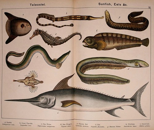 015-Natural history of the animal kingdom for the use of young people..- 1889-William Forsell Kirby