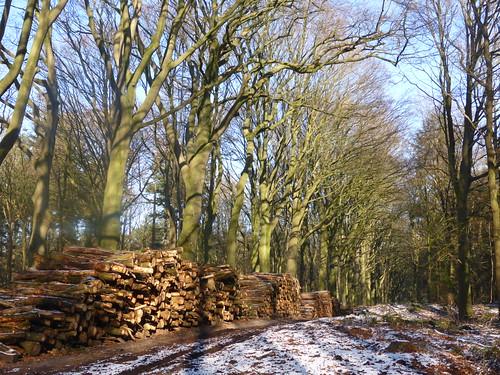 snow logging piles gaasterland oudemirdum
