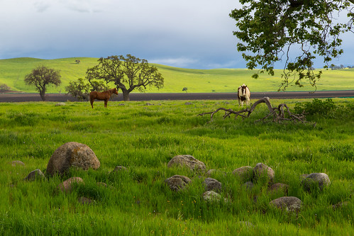 horses green rural day cloudy boulders oaktree sanbenitocounty canon5dmarkiii renerodriguezphotography