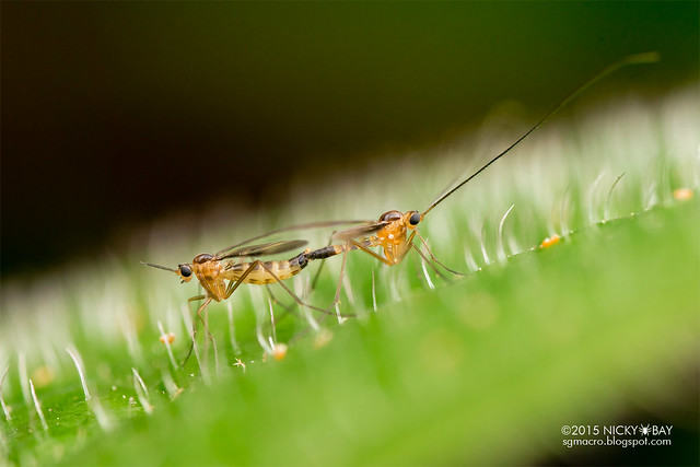 Mating gnats (Cecidomyiidae or Mycetophilidae?) - DSC_2143