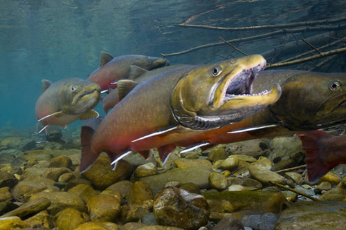A Bull trout swims in a stream. (Photo courtesy of U.S. Fish and Wildlife Service)