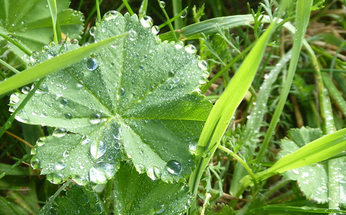 ditte46 sverige sweden jämtland hoverberg gräs regndroppar