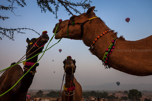 life morning travel sky india tourism colors festival composition sunrise balloons photography dawn three colorful desert couleurs indian balloon documentary bluesky fair visit event camel frame indians framing pushkar camels hotairballoons rajasthan mela rajasthani travelphotography chameaux camelfair pushkarcamelfair montgolfieres pushkarfair pushkarmela pushkarfestival indiafair indianmela canon5dmii decoratedcamels marjilang pushkarcamels pushkarshots photographyinpushkar