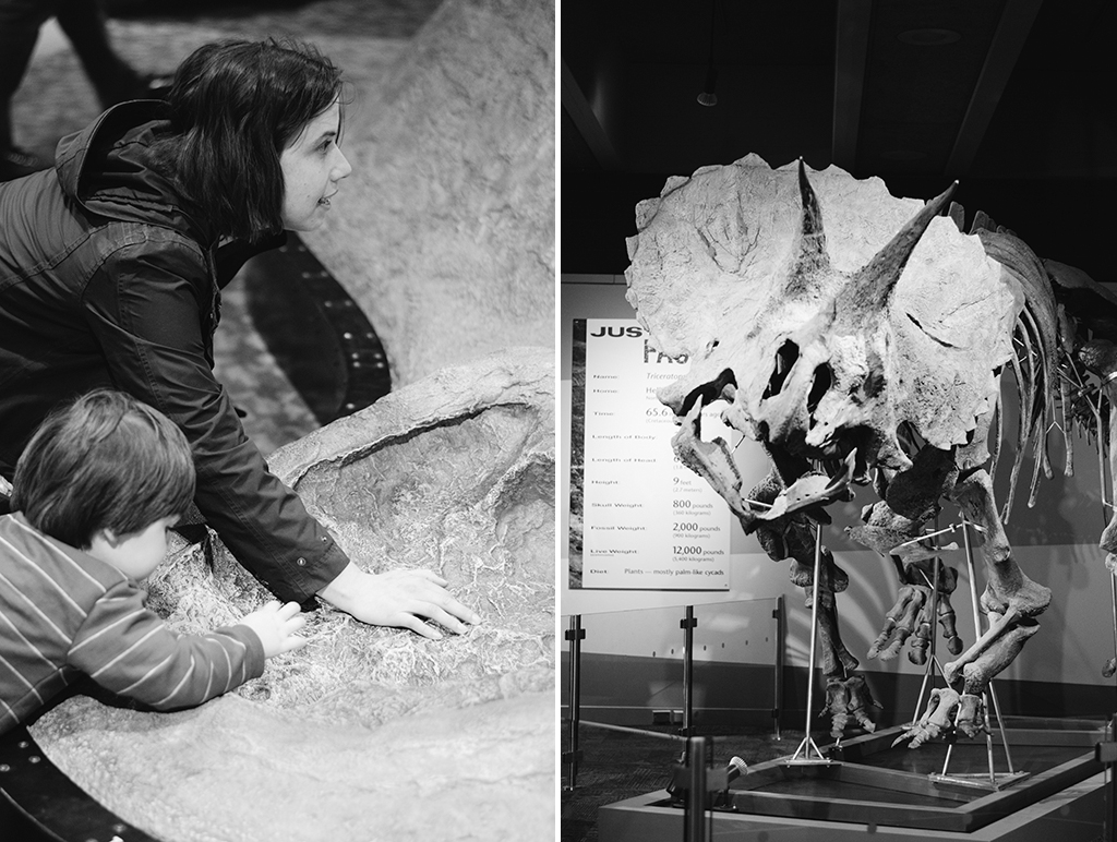 dinosaur exhibit collage
