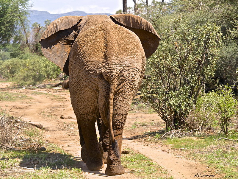 Safari en Samburu: Jirafas, Elefantes, Leones, Guepardos y muchísimos pájaros - 12 días de Safari en Kenia: Jambo bwana (43)