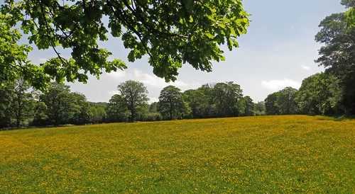 summer flower canon buttercup south yorkshire meadow powershot stroll hs sx260