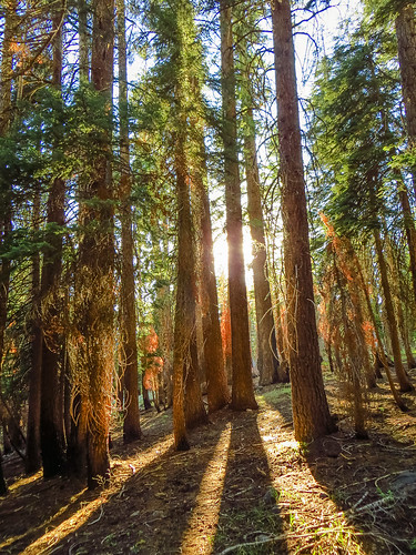 california sunlight forest canon hiking lakes powershot national backpacking mammoth anseladamswilderness sierranevadamountains easternsierra westernunitedstates longdistancebackpacking st500 sx260