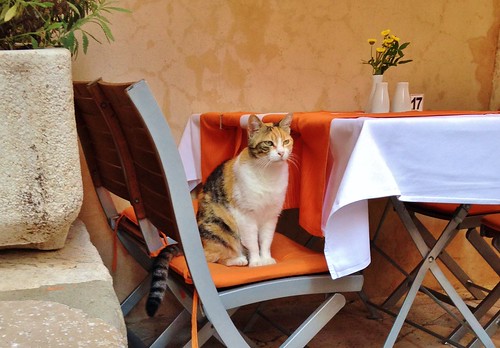 cat restaurant croatia oldtown dubrovnik stevelamb residentcat rozariorestaurant