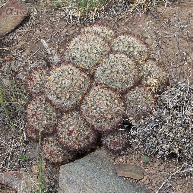 cactus 0004  Orient Land Trust, Colorado, USA