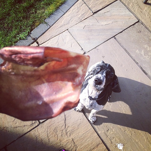 Had to bribe the little bastard with a pigs ear today. I don't hate animals but Monty is like have someone else's 3yo.