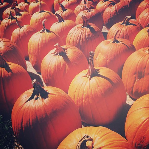 pumpkins autumn instagramapp square squareformat iphoneography sierra