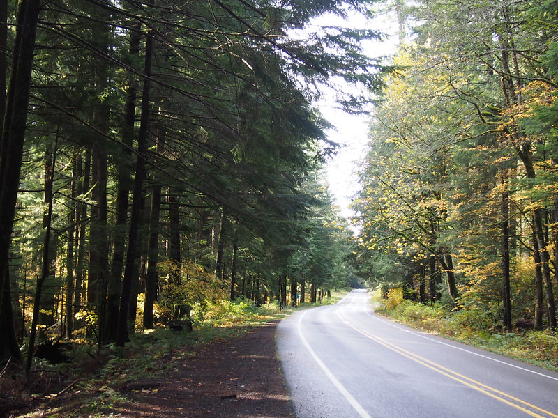 SR-410 in Federation Forest State Park