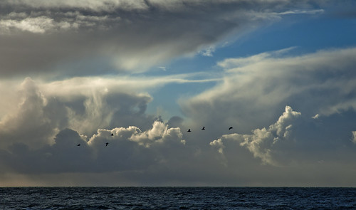 ocean winter sky norway clouds norge seagull january northsea jæren rogaland hå kvassheim nikond700