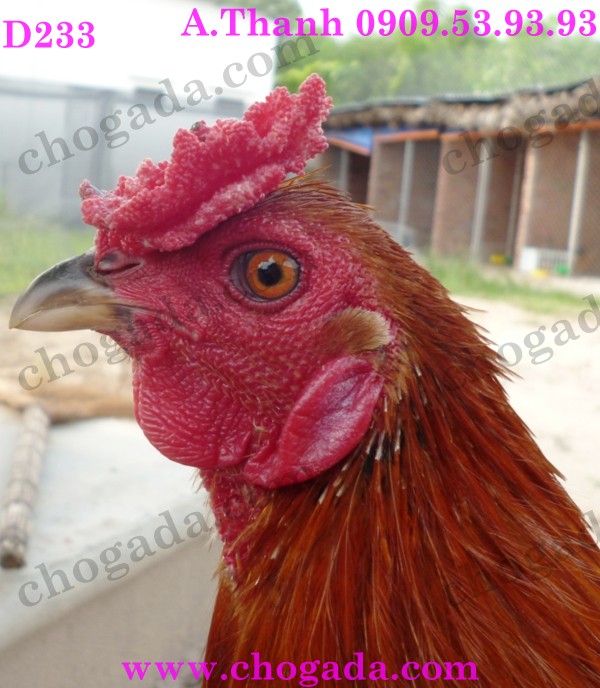 Bán gà nòi, gà tre đá tết 2015 - giá cạnh tranh 15817049527_c304cc37d5_o