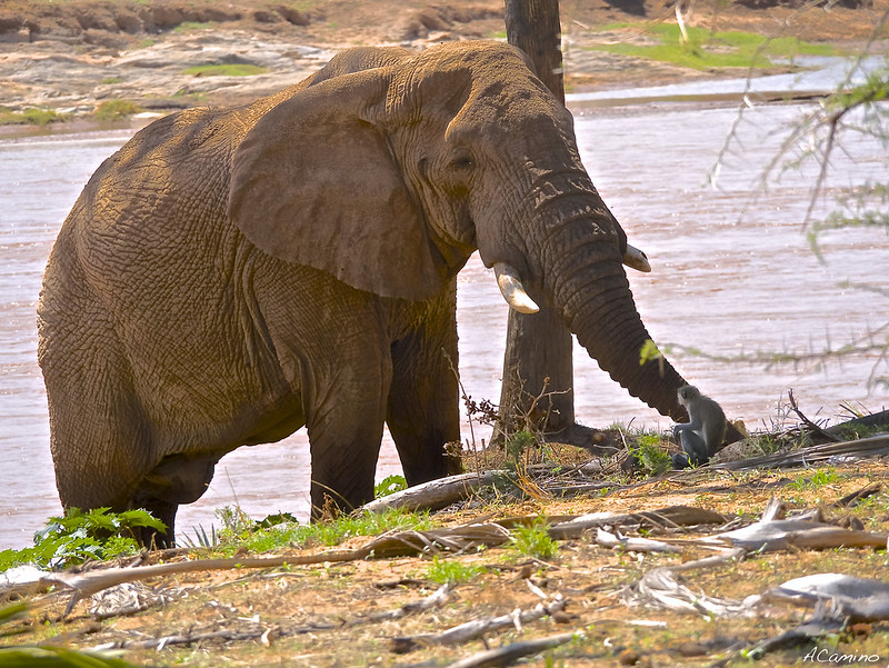Safari en Samburu: Jirafas, Elefantes, Leones, Guepardos y muchísimos pájaros - 12 días de Safari en Kenia: Jambo bwana (40)