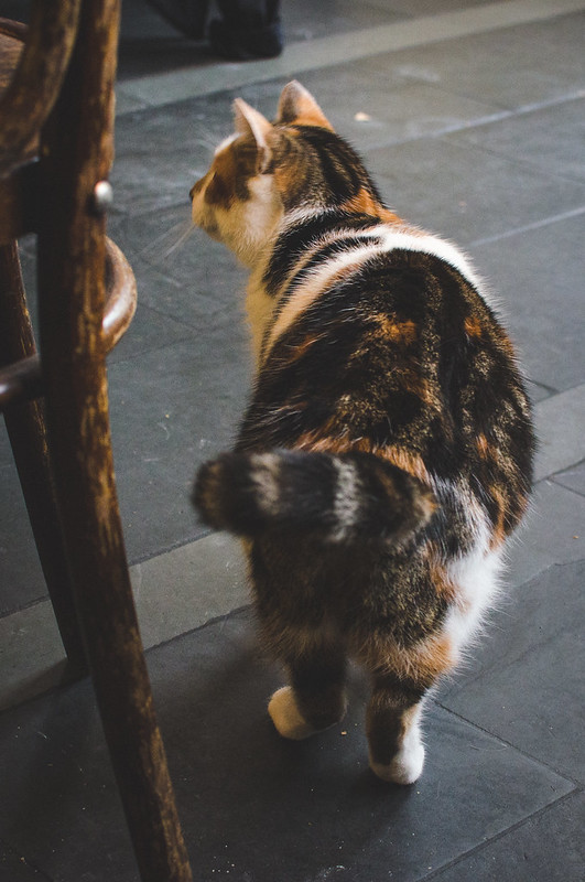 One of the cafe's resident cats patrols Lanskroon in Amsterdam.