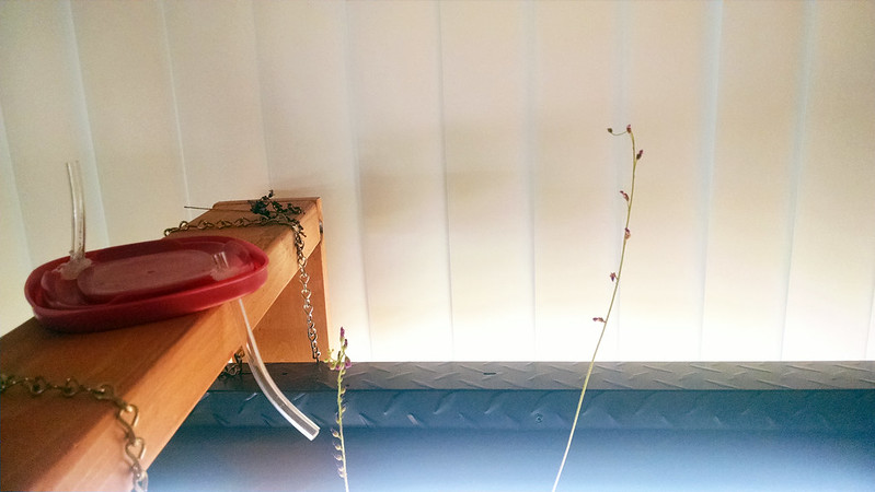 Drosera venusta flower stalk.