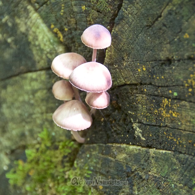 mushrooms 0001 Appalachian trail, Vermont, USA