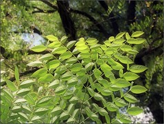 leaves more than once pinnately compound