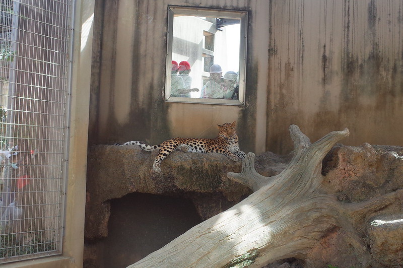 神戸王子動物園豹