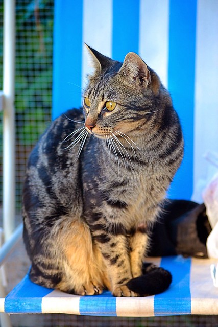 Bosco, gato pardo y negro tabby espectacular, nacido en Julio´13, en adopción. Valencia. ADOPTADO. 15619875903_cce6e426bd_z